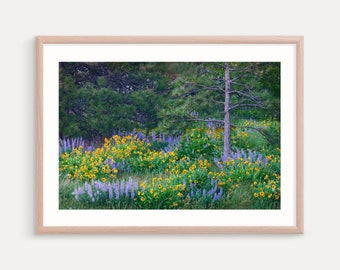 Oregon Photography Prints, Balsamroot, Lupines, Wildflowers, Rowena Crest, Wall Decor, Art Print, Landscapes, Canvas, Metal Prints