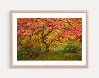 Japanese Maple Tree Art Print, Wall Decor, Portland Oregon Landscape Photography Print, Autumn Color Print, Metal Prints, Canvas Art,