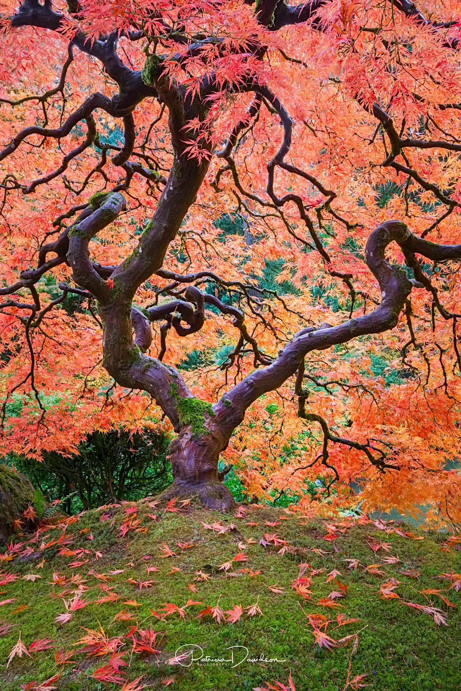 Japanese Maple Tree Print Wall Decor Art Print Portland Etsy