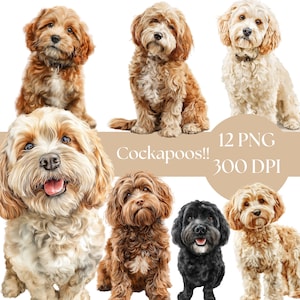 Peut inclure: Plusieurs illustrations numériques de chiens Cockapoo aux couleurs variées, notamment marron, noir et crème. Le texte "Cockapoos!! 12 PNG 300 DPI" est également présent. Les chiens sont représentés dans différentes poses.