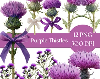 Watercolor Thistle Clipart: Botanical PNG Images (Digital Download