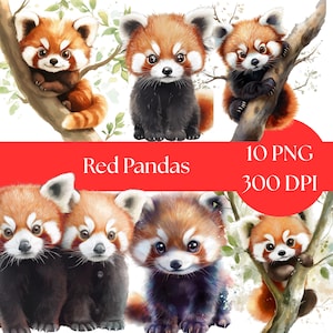 Clipart de panda rojo en acuarela, lindo panda rojo PNG, descarga digital, paquete de clipart para manualidades y álbumes de recortes, clipart para uso comercial