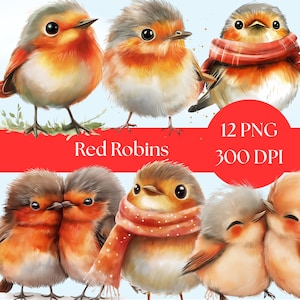 Clipart di pettirosso, illustrazioni di uccelli acquerellati per creazioni artigianali, download digitale di PNG, perfette per progetti naturalistici e uso didattico, creazioni artigianali