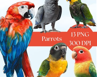 Colorful Parrot Clipart, 12 High-Quality PNGs, Digital Download, Tropical Birds, Watercolor Art, Craft Supplies and scrapbooking, commercial