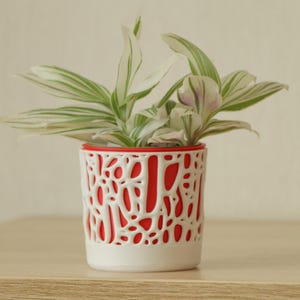 May include: A small houseplant in a decorative pot. The pot is white with a red interior and a unique, openwork pattern. The plant has green and white striped leaves. The pot is on a wooden surface. The pot's height is approximately 10 cm.