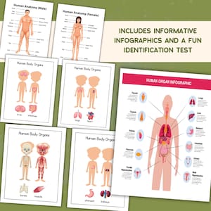 Anatomy 101 Coloring Pages for Kids Human Body Organs Educational Printable Activity PreK Homeschool Resource