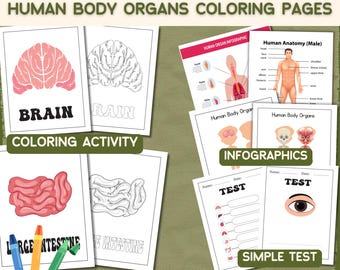 Anatomy Coloring Pages: Human Body Organs, Science Activity (Digital Download)