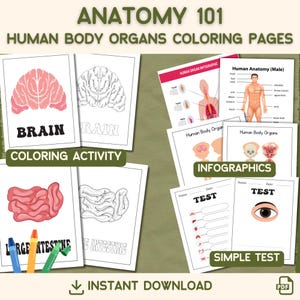 Peut inclure: Pages de coloriage d'anatomie 101 avec des organes du corps humain. Comprend des activités de coloriage, des infographies et des tests simples. Les pages montrent des illustrations du cerveau, du gros intestin et d'autres organes. Le texte comprend "Téléchargement instantané" et "PDF".
