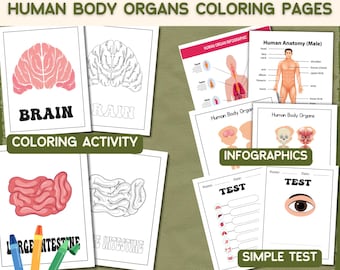 Anatomy Coloring Pages for Kids: Human Body Organs (Digital Download)
