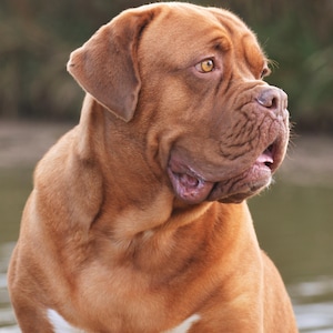 Printable digital photograph image of pedigree Dogue de Bordeaux dog
