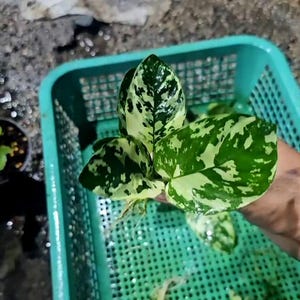 Może przedstawiać: Sadzonka pnącza pothos o pstrych liściach w kształcie serca z wyraźnym wzorem ciemnozielonych i kremowobiałych plam. Roślina posiada widoczne jasne korzenie wyrastające z łodygi, gotowe do ukorzenienia w wodzie lub dalszej uprawy.