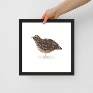 Framed Coturnix English Common UK Quail Illustration Drawing Art Print Poster Design