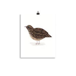 Coturnix English Common UK Quail Illustration Drawing Art Print Poster Design