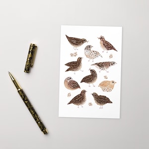 Coturnix Wachteln Englisch UK Quail Covey, Japanische Wachteln, Illustration Zeichnung Standard Postkarte Kunstdruck