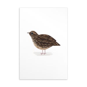 Coturnix English Common UK Quail Illustration Drawing Standard Postcard Design Art Print