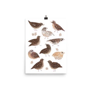 Coturnix Common Quails English UK Quail Covey Illustration Drawing Art Print Poster Design