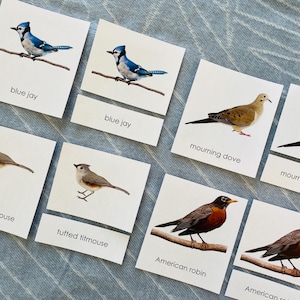 Tarjetas de 3 partes de aves del patio trasero, tarjetas clasificadas, tarjetas Montessori de 3 partes, tarjeta de nomenclatura Montessori, aves del patio trasero