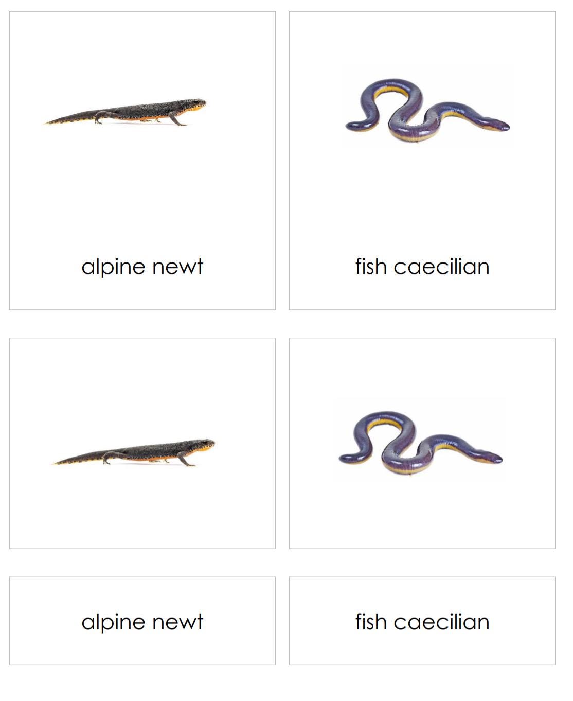 Amphibians 3 Part Cards, Classified Cards, Montessori 3 Part Cards ...