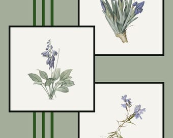 Blue Botanical Prints Set: Vintage Iris, Bluebell, Hosta (8x10 JPG Download)