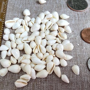 May include: A collection of small, white seashells, some with visible openings, scattered on a textured surface. A ruler and several coins, including a quarter and a penny, are also present, providing a size reference for the shells. The shells vary in size and shape.
