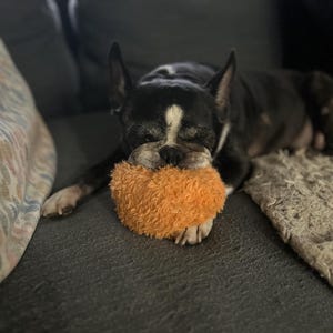 K&ouml;nnte beinhalten: Ein schwarz-wei&szlig;er Boston Terrier-Hund ruht auf einem grauen Sofa und h&auml;lt ein orangefarbenes Pl&uuml;schtier. Der Hund liegt mit geschlossenen Augen da und wirkt entspannt. Das Pl&uuml;schtier befindet sich im Maul des Hundes.
