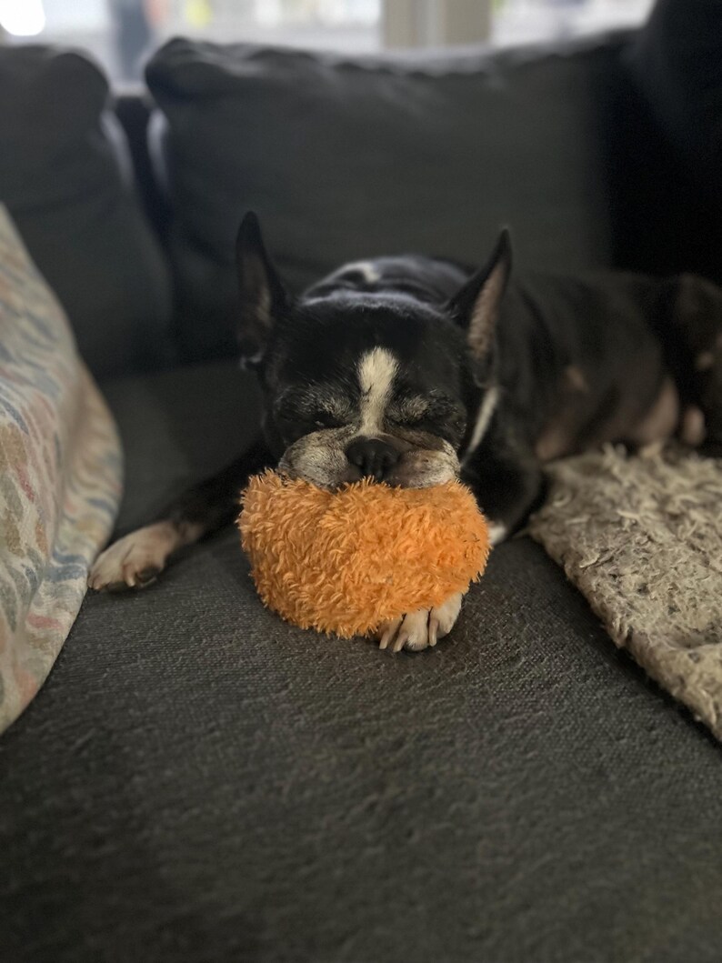 K&ouml;nnte beinhalten: Ein schwarz-wei&szlig;er Boston Terrier-Hund ruht auf einem grauen Sofa und h&auml;lt ein orangefarbenes Pl&uuml;schtier. Der Hund liegt mit geschlossenen Augen da und wirkt entspannt. Das Pl&uuml;schtier befindet sich im Maul des Hundes.