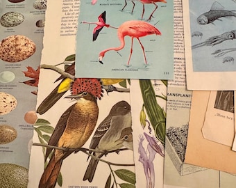 Vintage-Naturgeschichte-Ephemera-Set | Botanische Seiten zu Vögeln, Flora und Fauna (25-teiliges Set)