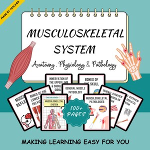 Musculoskeletal Anatomy Study Guide: Nursing School Notes (Digital Download)