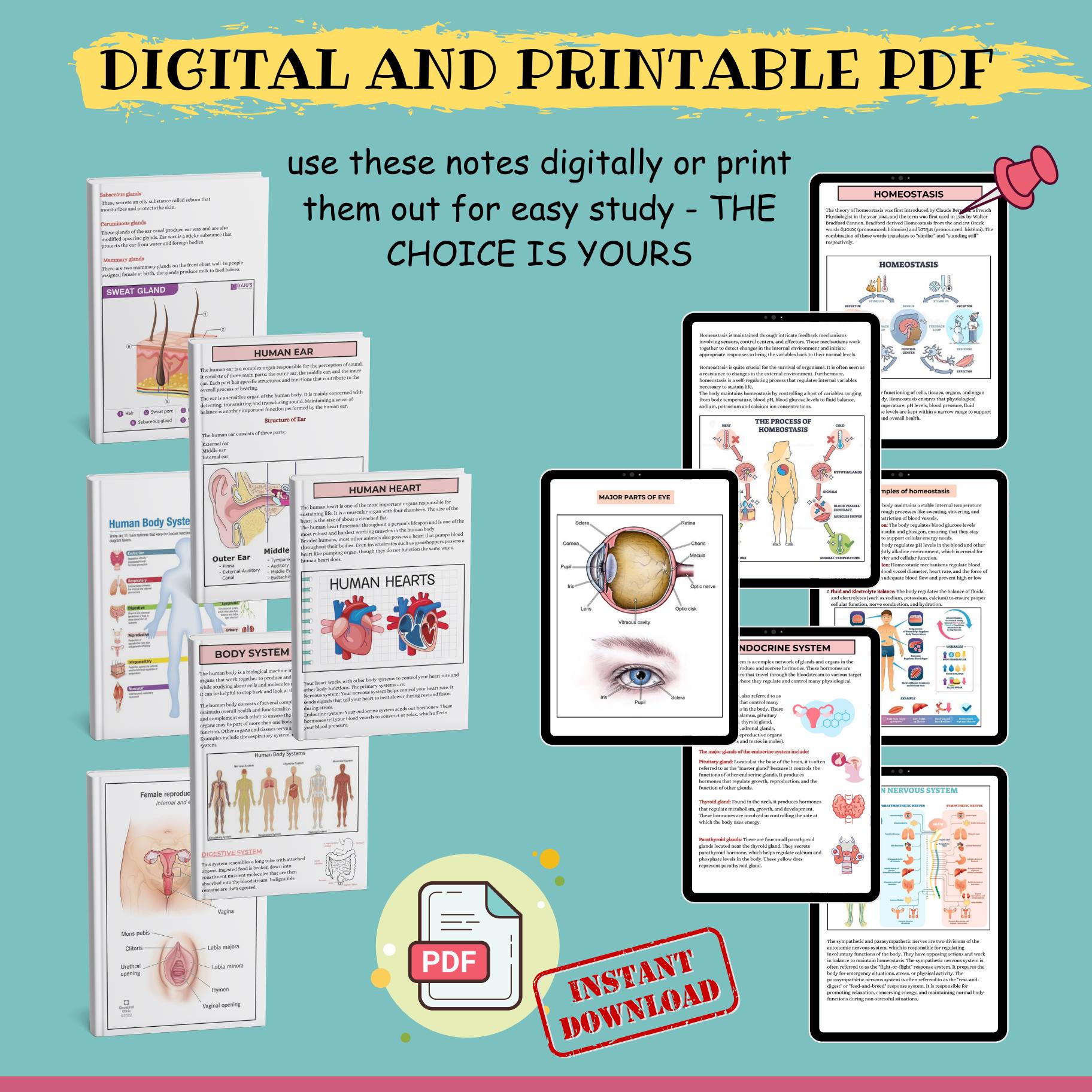 Anatomy & Physiology Nursing Notes: NCLEX Study Guide (PDF Download) - Etsy