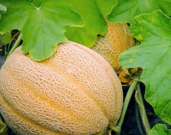 Cantaloupe  seeds