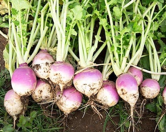 Turnip Purple Top White Globe seeds