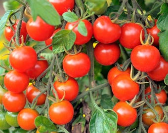 Tomato Red Cherry Large Fruited seeds