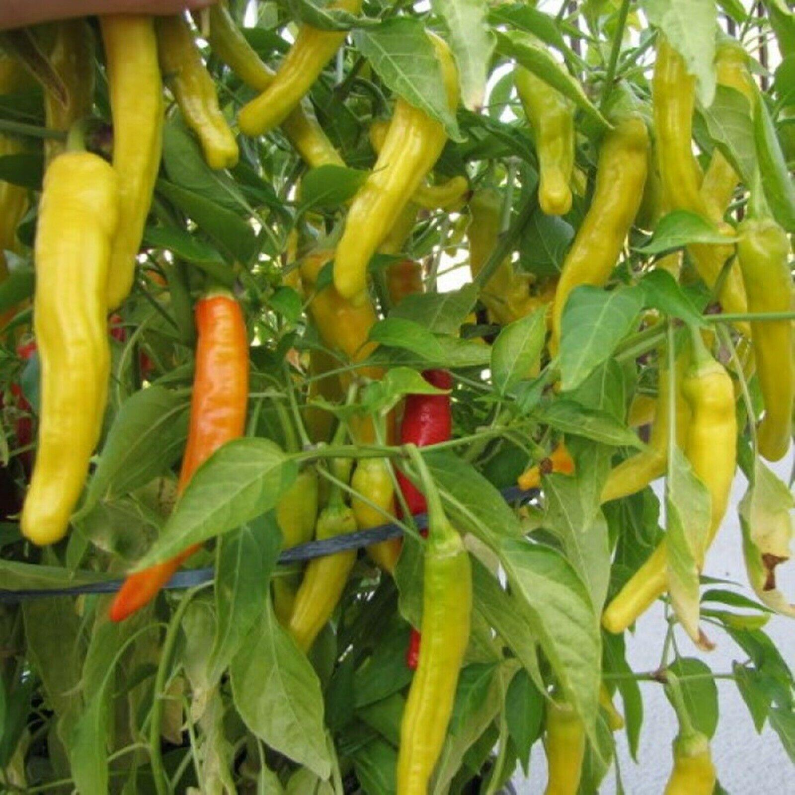 Hungarian yellow wax peppers seeds