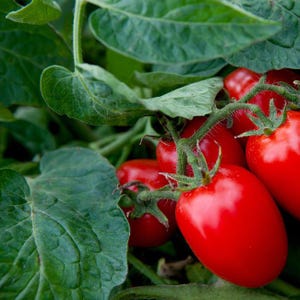 Roma tomatoes seeds