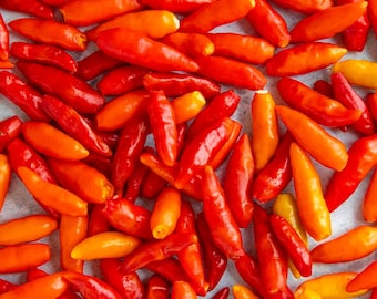 Tabasco pepper seeds