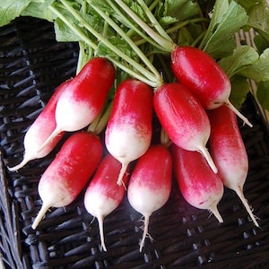 Franse ontbijtzaden met radijs