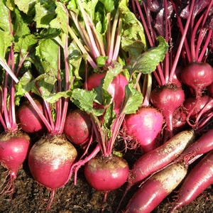 Beet seeds