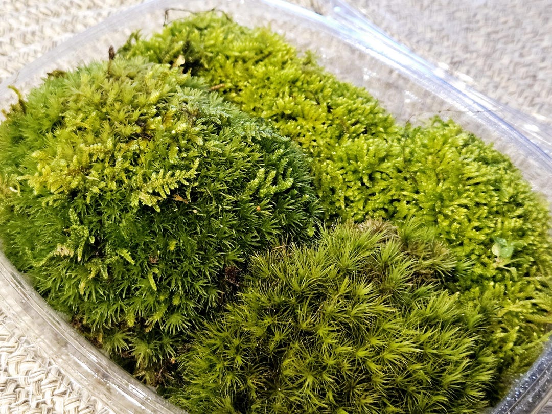 16oz- Live Moss Variety Pack,| Perfect for Terrariums, Moss Art ...