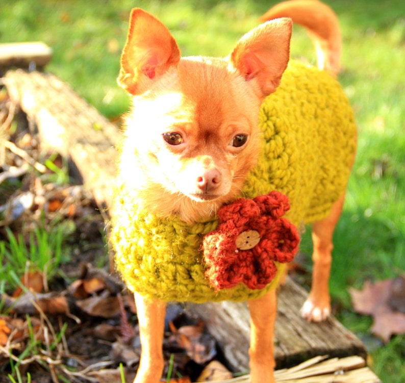 Pattern crochet dog sweater chunky with flower small dog Etsy