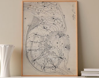 May include: A framed black and white anatomical illustration of a cross-section of the human brain. The illustration is labelled with letters and includes the text "ganglia of the optic nerve".