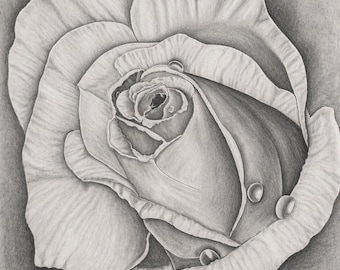 Original Graphite Rose Drawing – Realistic Floral Wall Art, Framed Botanical Decor - Quiet Unfolding