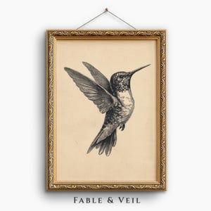 Boceto de colibrí vintage: Impresión de pájaro antiguo, arte de pared de granja, decoración infantil