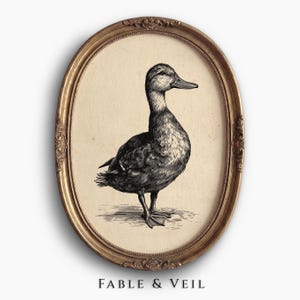 Arte mural vintage de pato silvestre: Lámina antigua para imprimir, arte animal de granja, impresión rústica imagen 1
