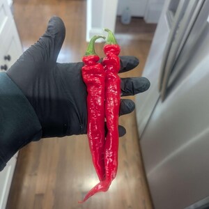 May include: Two long, vibrant red chili peppers with green stems are held in a gloved hand. The peppers have a wrinkled texture and a curved shape, suggesting a fresh harvest. The background shows a kitchen setting.