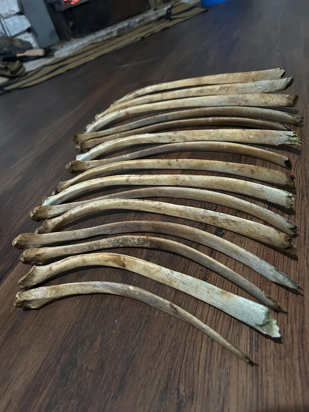 15 Wild Horse Rib Bones - Etsy