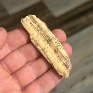 Pode incluir: Fragmento de osso bege claro com estrias e manchas marrons escuras. O fragmento é segurado em uma mão, com um chão de madeira ao fundo. Aproximadamente 8 cm de comprimento.
