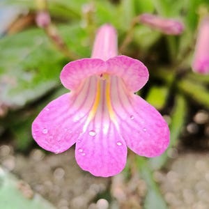 Young plant: Streptocarpus aff. Silky Road, Gesnerie, plants, houseplants, Gesneriads, rare plants