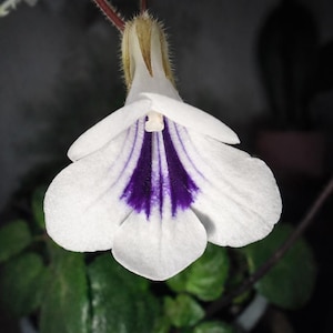 Esqueje: Metapetrocosmea tamiana, Planta de interior - planta de interior, terrario, gesneriadas, plantas raras