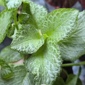 Puede incluir: Primer plano de una planta con hojas verde claro. Las hojas tienen una textura detallada con un patrón de venas prominente y bordes ligeramente difusos. La planta parece sana y resalta su follaje único.