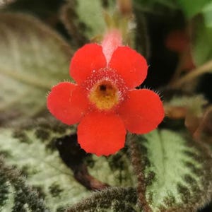 Stek: Episcia &quot;Silver Sheen&quot; Gesnerie - Kamerplanten, Gesneriads, zeldzame planten, Gesneriads Stekken